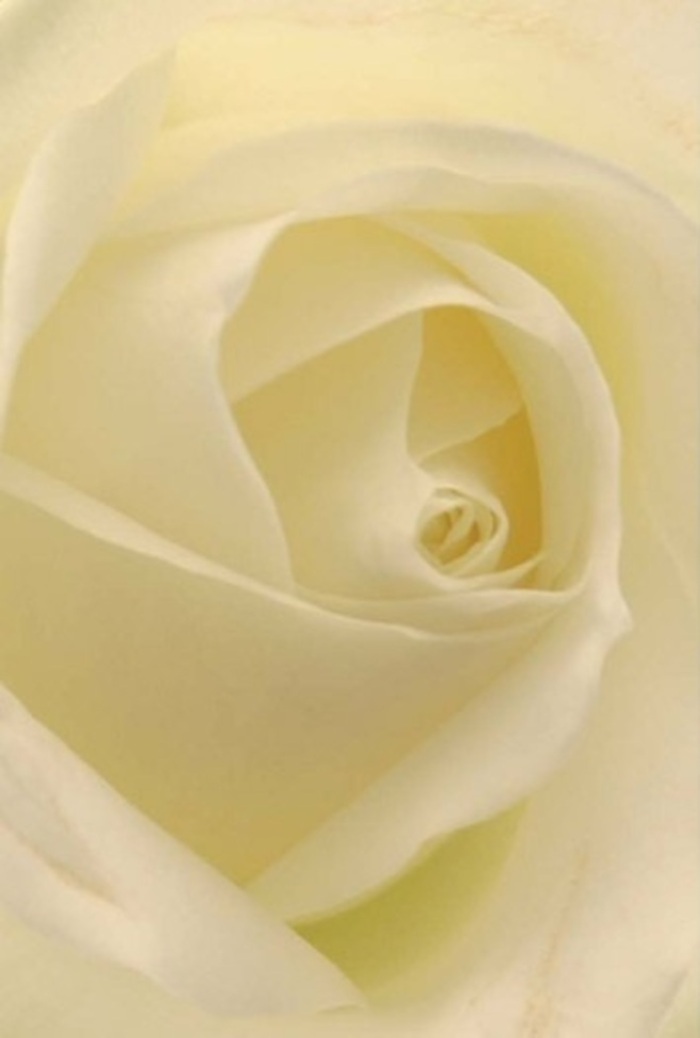 From the heart of Crawley comes this close-focused view of a pure white rose, drawing attention to the exceptional balance of softness and structure within its petals. The bloom offers a visual symphony: brilliant whites fade into creamy undertones, each petal gently illuminated as if catching natural light from an East Grinstead sunrise. The spiral centre is a testament to both purity and the steadfast grace often sought in moments of deep emotion, whether shared at a Southgate wedding or delivered as a sincere apology to a home in Three Bridges. The subtle play of shadow and light across the rose's surfaces accentuates its flawless layering, while the outermost petals display a delicate translucency-hinting at fragility yet arranged with an intentional order. Its presence suggests a lingering, gentle fragrance, like a soft breeze passing through Memorial Gardens, promising calm and renewal. Created with precision by local Crawley florists, this rose embodies the heartfelt connection between sender and recipient, standing as an elegant messenger for occasions where dignity, love, or new beginnings are to be conveyed. Each detail-from the creamy texture to the luminous finish-reflects thoughtful artistry rooted in Crawley's vibrant community.